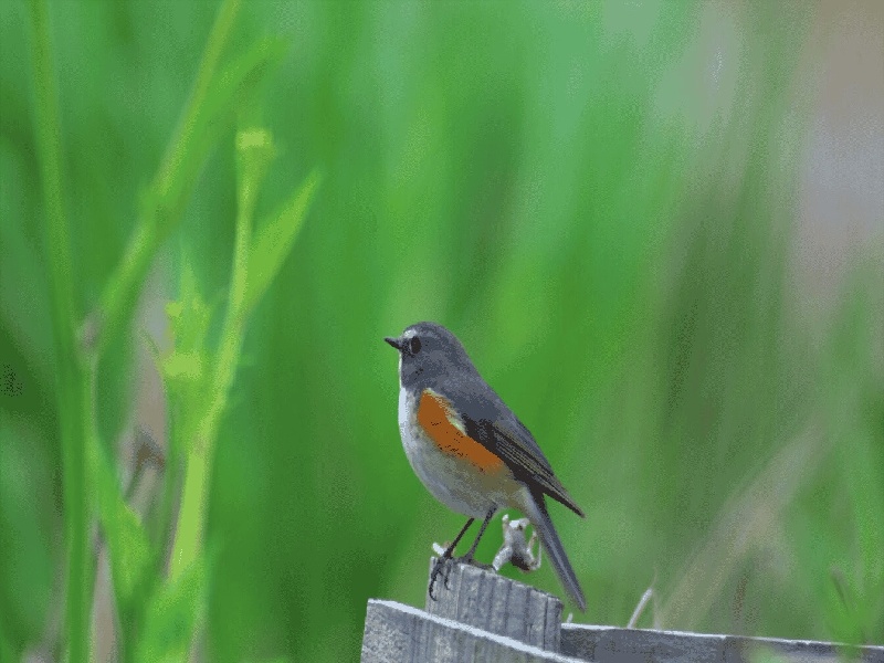 试管抗凝方案（酒吧里试管杯）——